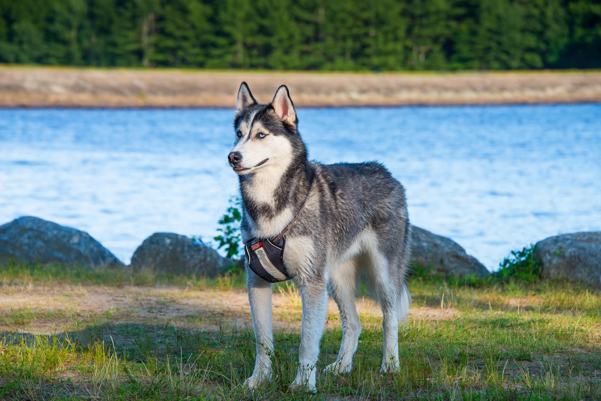 Glücklicher Husky in der Natur